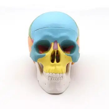 Мини-цветная модель головы для моделирования полости рта человека, медицинская Съемная модель головы и черепа, обучение красоте